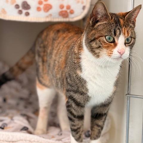 Enlarge Melody, a Adoptable Domestic Short Hair in New Fairfield, CT image 4/6