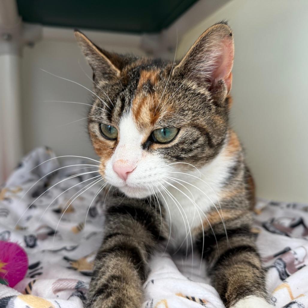 Enlarge Melody, a Adoptable Domestic Short Hair in New Fairfield, CT image 5/6