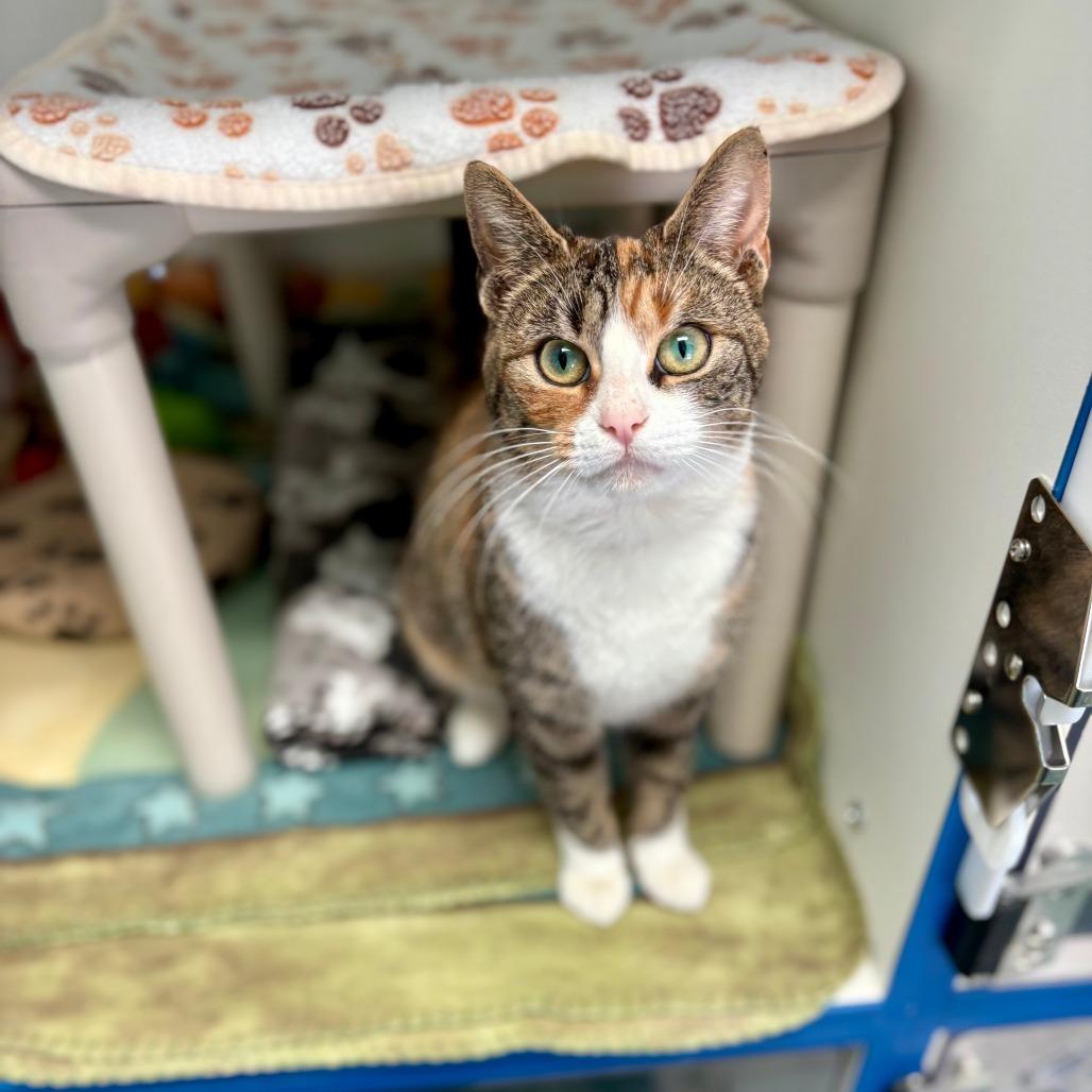 Enlarge Melody, a Adoptable Domestic Short Hair in New Fairfield, CT image 6/6