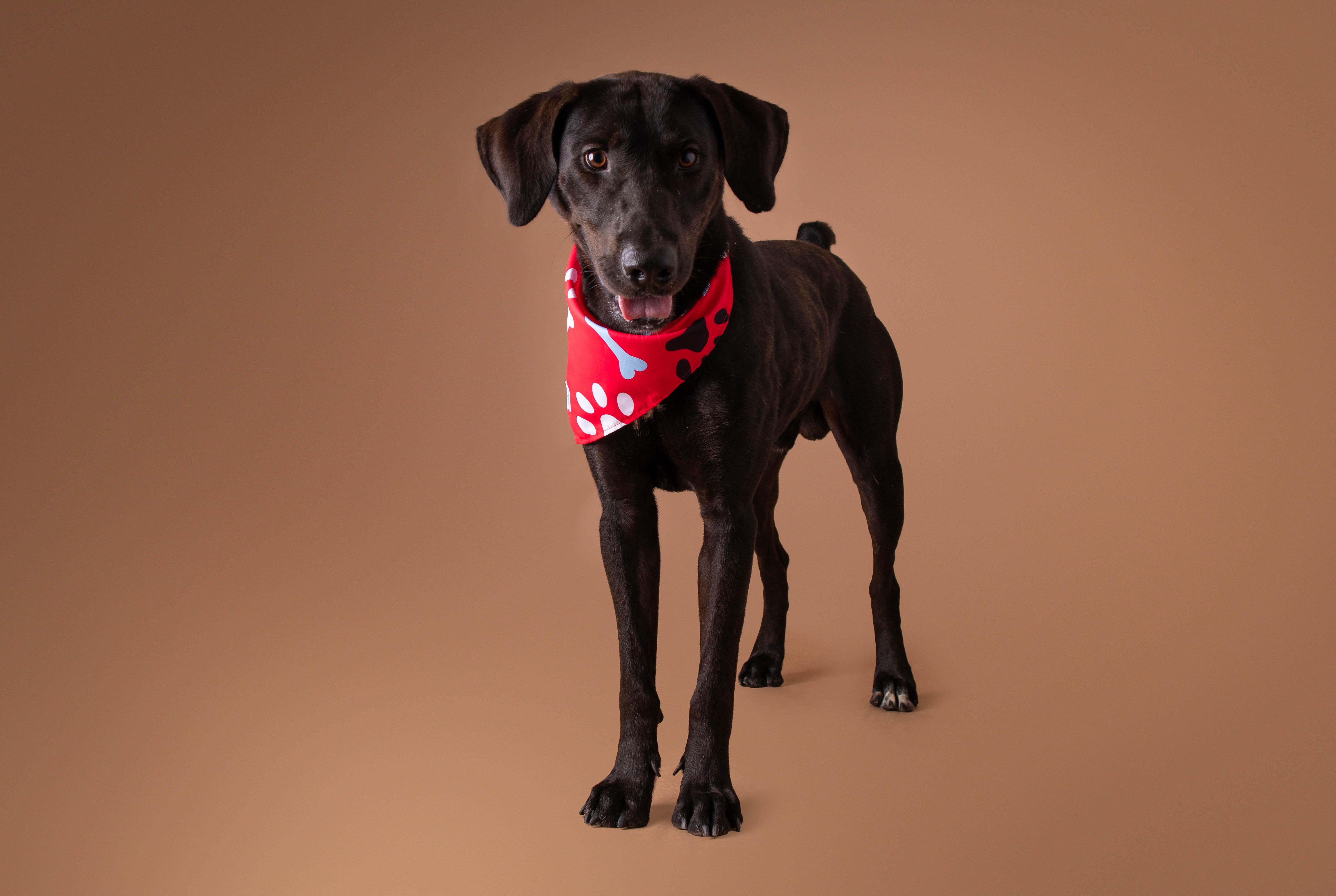 Wigeon, ADOPTABLE, Adult Male Labrador Retriever & Pointer.