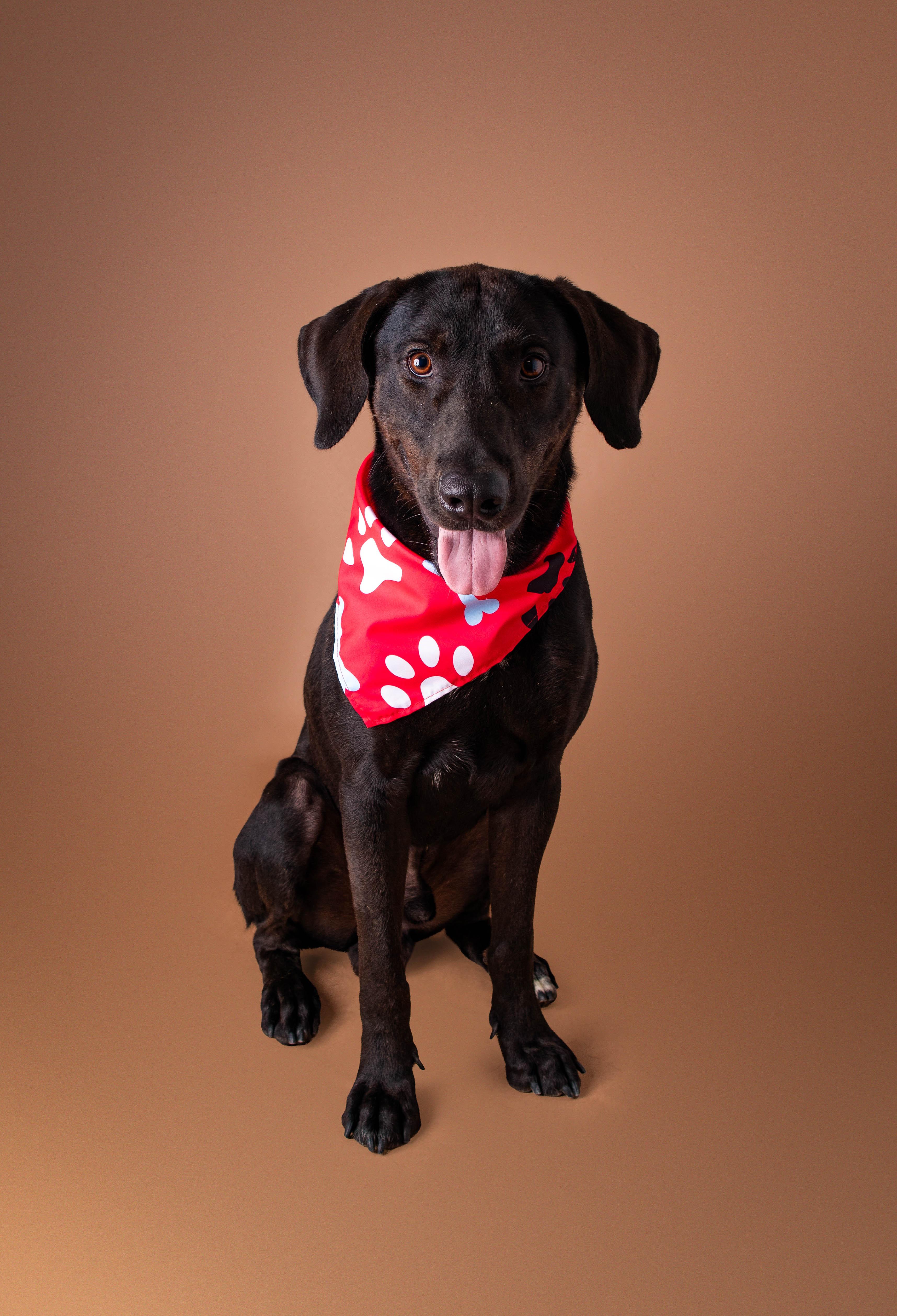 Wigeon, a ADOPTABLE mixed breed in Plaquemine, LA image 2/2