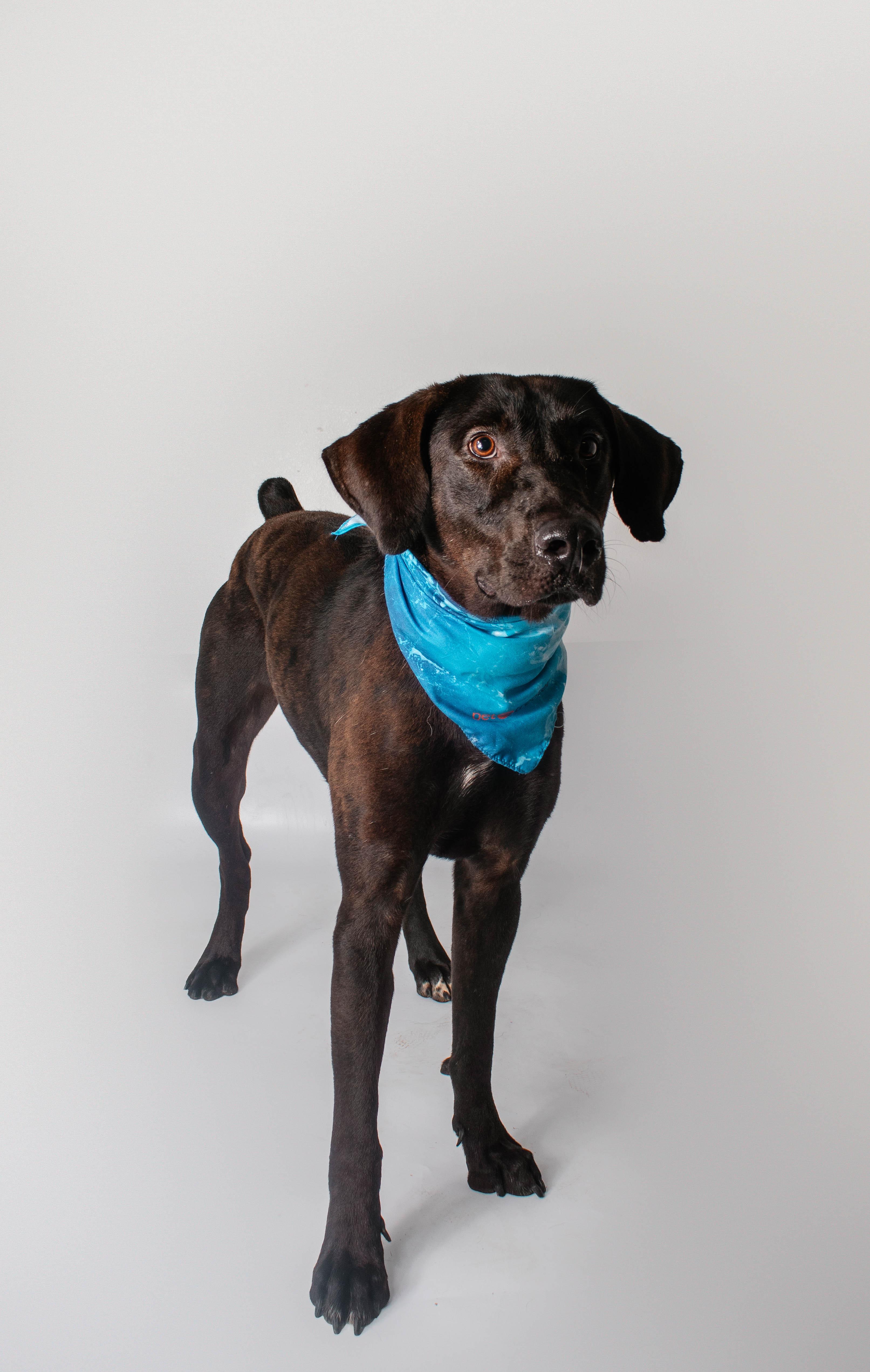 Wigeon, ADOPTABLE, Adult Male Labrador Retriever & Pointer.