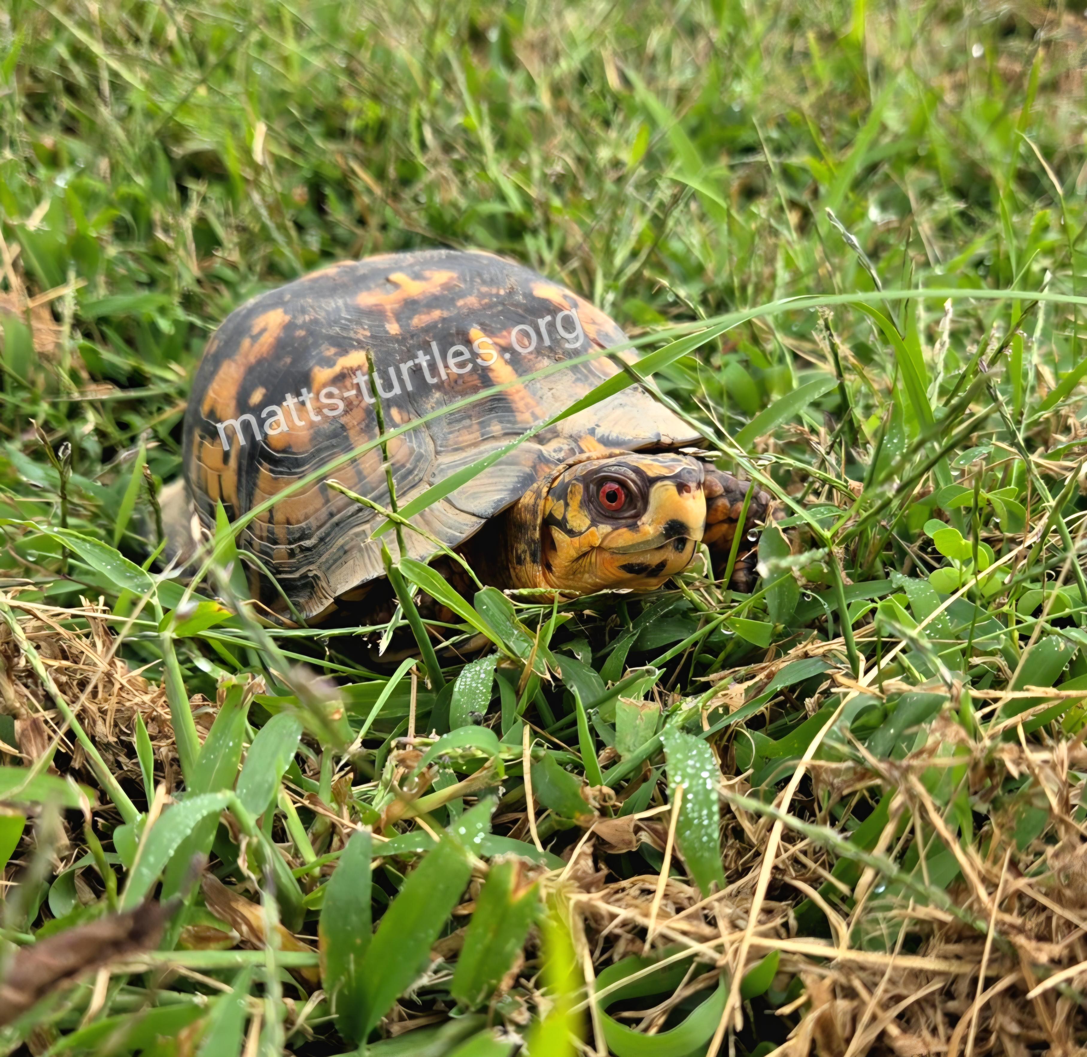 Cedar E. Box Turtle, adopted, Adult Male Eastern Box.