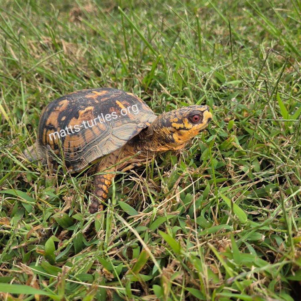 Cedar E. Box Turtle, an adopted Eastern Box in Baltimore, MD image 2/4