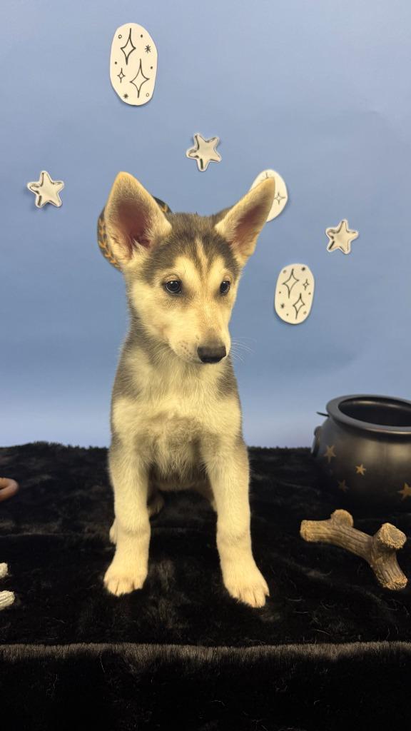 Elain, Adoptable, Puppy Female German Shepherd Dog & Husky.