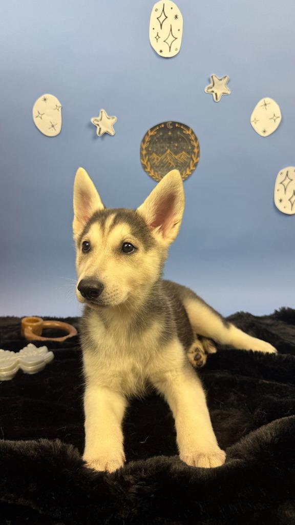 Enlarge Elain, a Adoptable mixed breed in Phoenix, AZ image 2/6