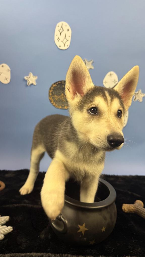Enlarge Elain, a Adoptable mixed breed in Phoenix, AZ image 3/6