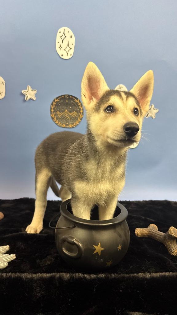 Enlarge Elain, a Adoptable mixed breed in Phoenix, AZ image 4/6