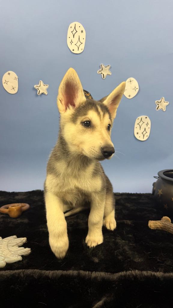 Enlarge Elain, a Adoptable mixed breed in Phoenix, AZ image 5/6