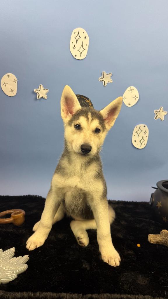 Enlarge Elain, a Adoptable mixed breed in Phoenix, AZ image 6/6