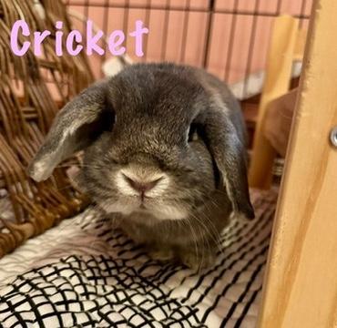 Enlarge Dwight and Cricket, a Adoptable mixed breed in Naperville, IL image 3/6