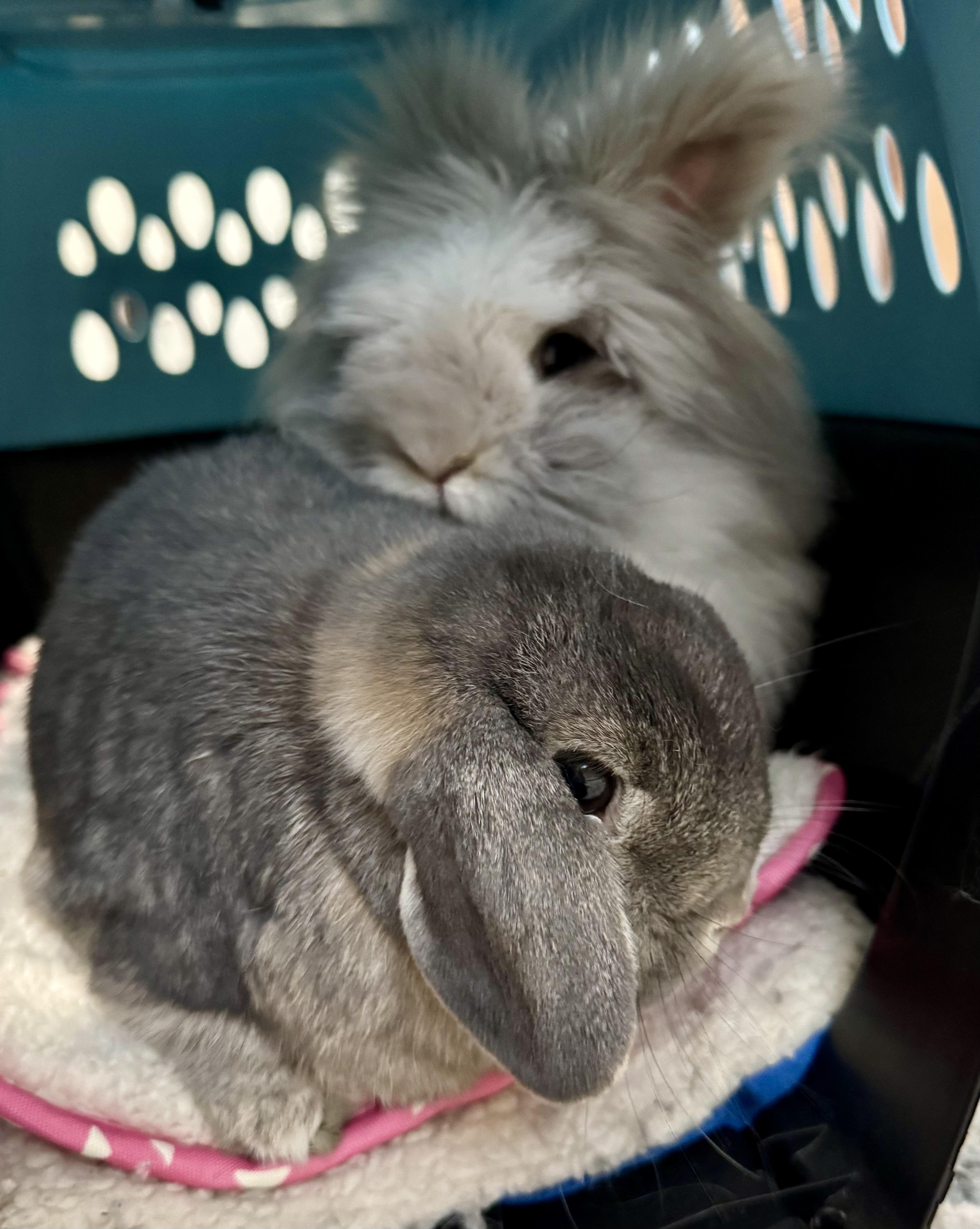 Dwight and Cricket, Adoptable, Senior Male Angora Rabbit & Holland Lop.