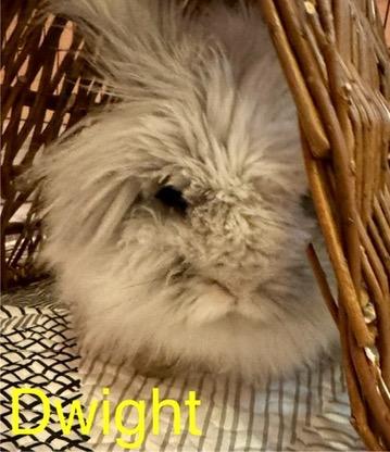 Enlarge Dwight and Cricket, a Adoptable mixed breed in Naperville, IL image 5/6