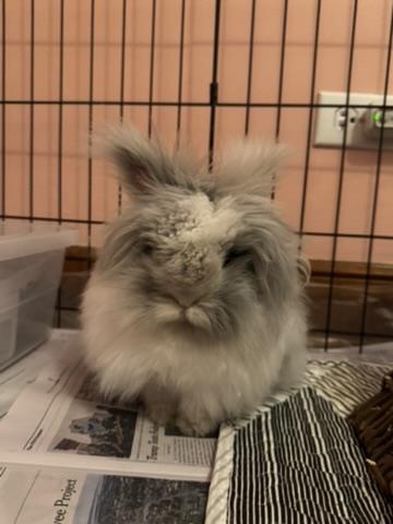 Enlarge Dwight and Cricket, a Adoptable mixed breed in Naperville, IL image 6/6