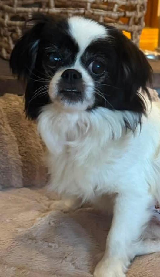 Penny - In Appleton, WI, adopted, Senior Female Japanese Chin & Shih Tzu.