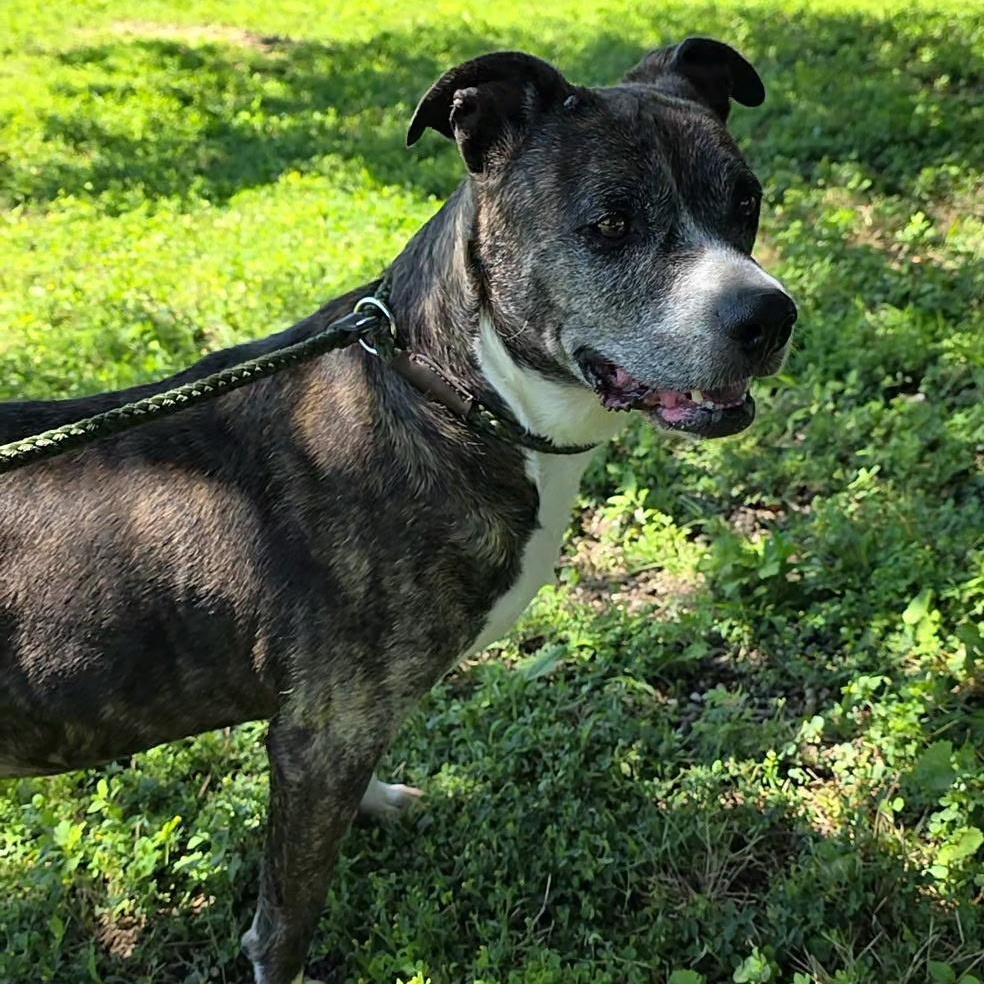 Trouble, a ADOPTABLE mixed breed in Smithtown, NY image 2/3