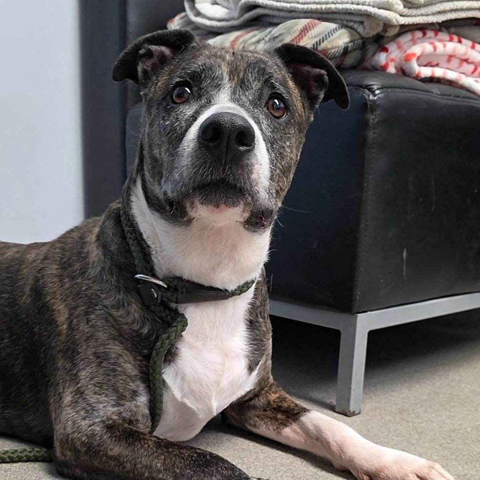 Trouble, ADOPTABLE, Adult Female Pit Bull Terrier.