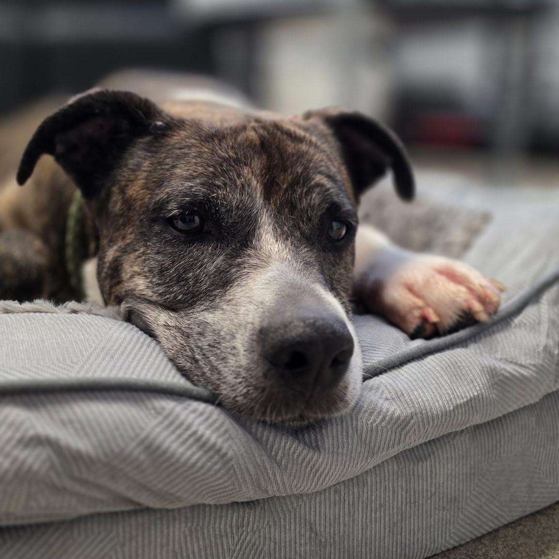Trouble, a ADOPTABLE mixed breed in Smithtown, NY image 5/5