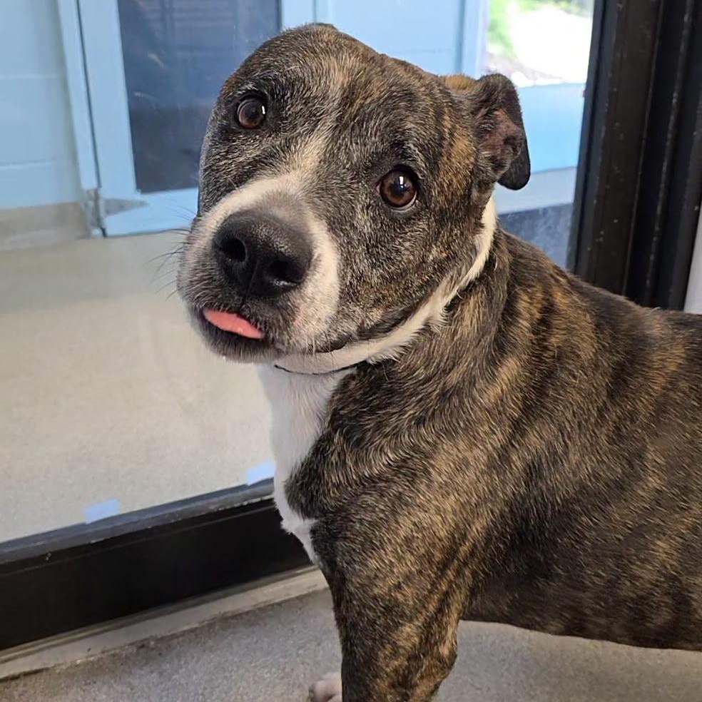Trouble, a ADOPTABLE mixed breed in Smithtown, NY image 3/3