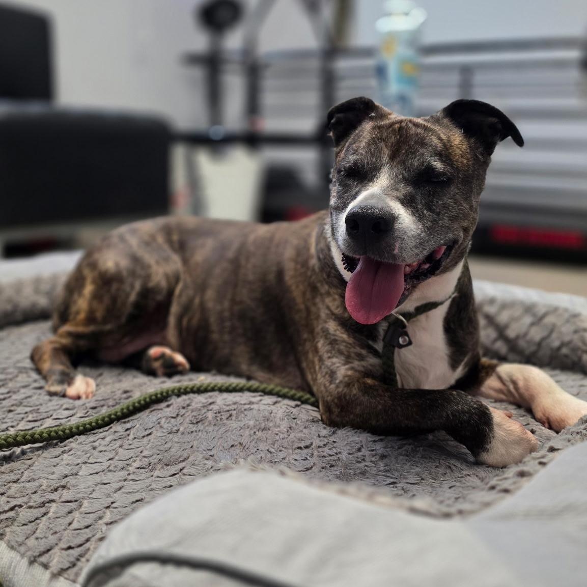 Trouble, a ADOPTABLE mixed breed in Smithtown, NY image 4/5