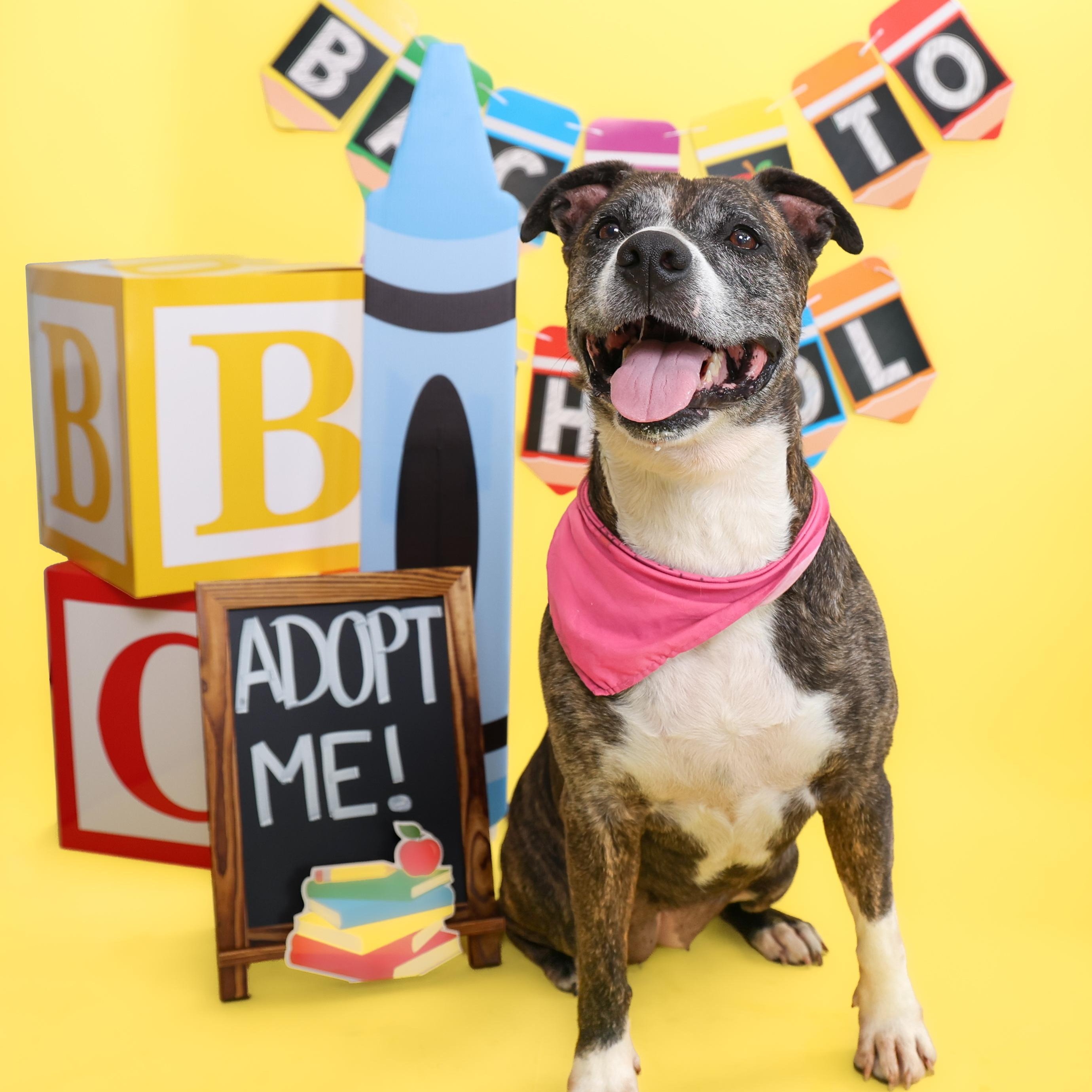 Trouble, ADOPTABLE, Adult Female Pit Bull Terrier.