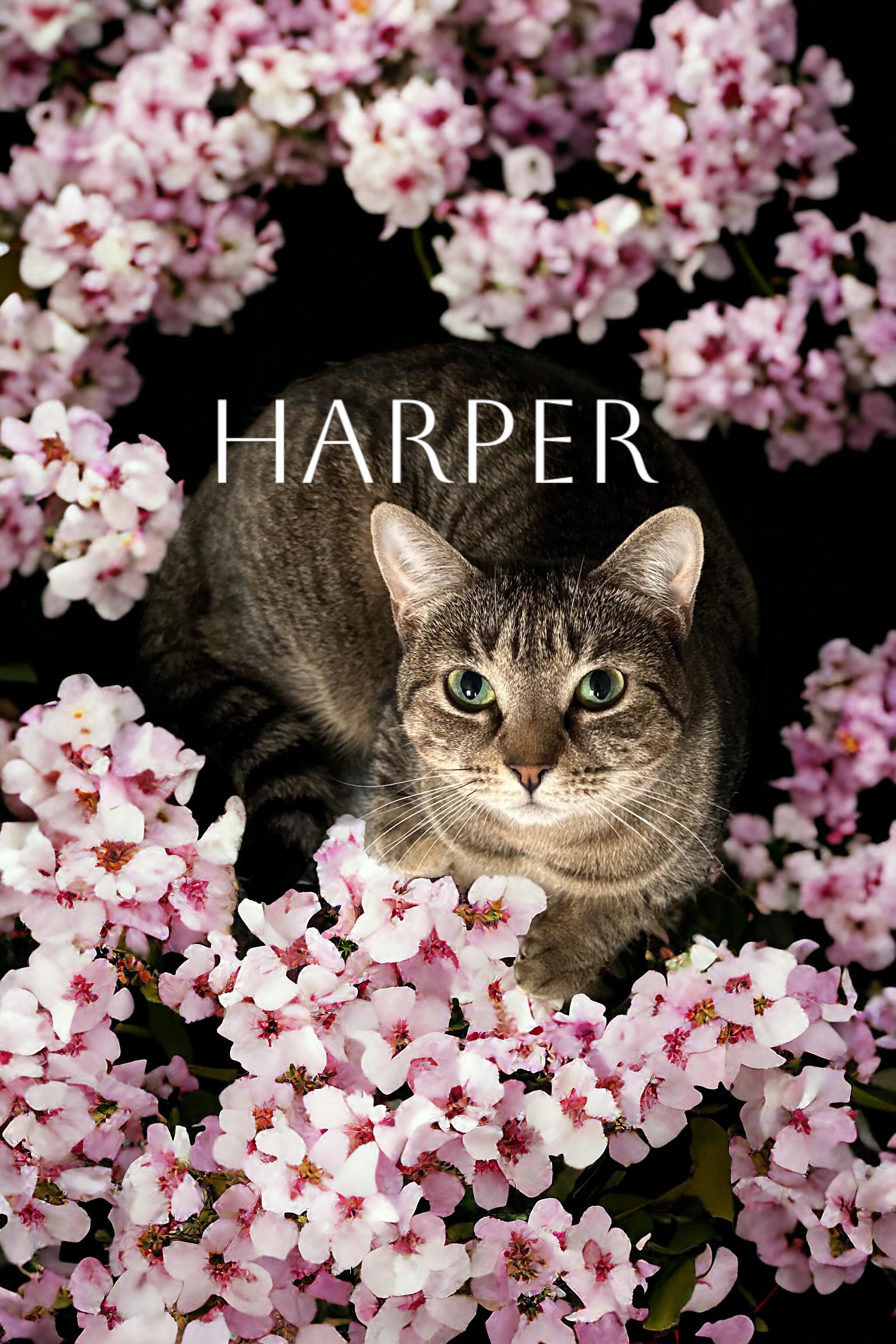 Harper, a Adoptable Domestic Short Hair in Orleans, VT image 3/5