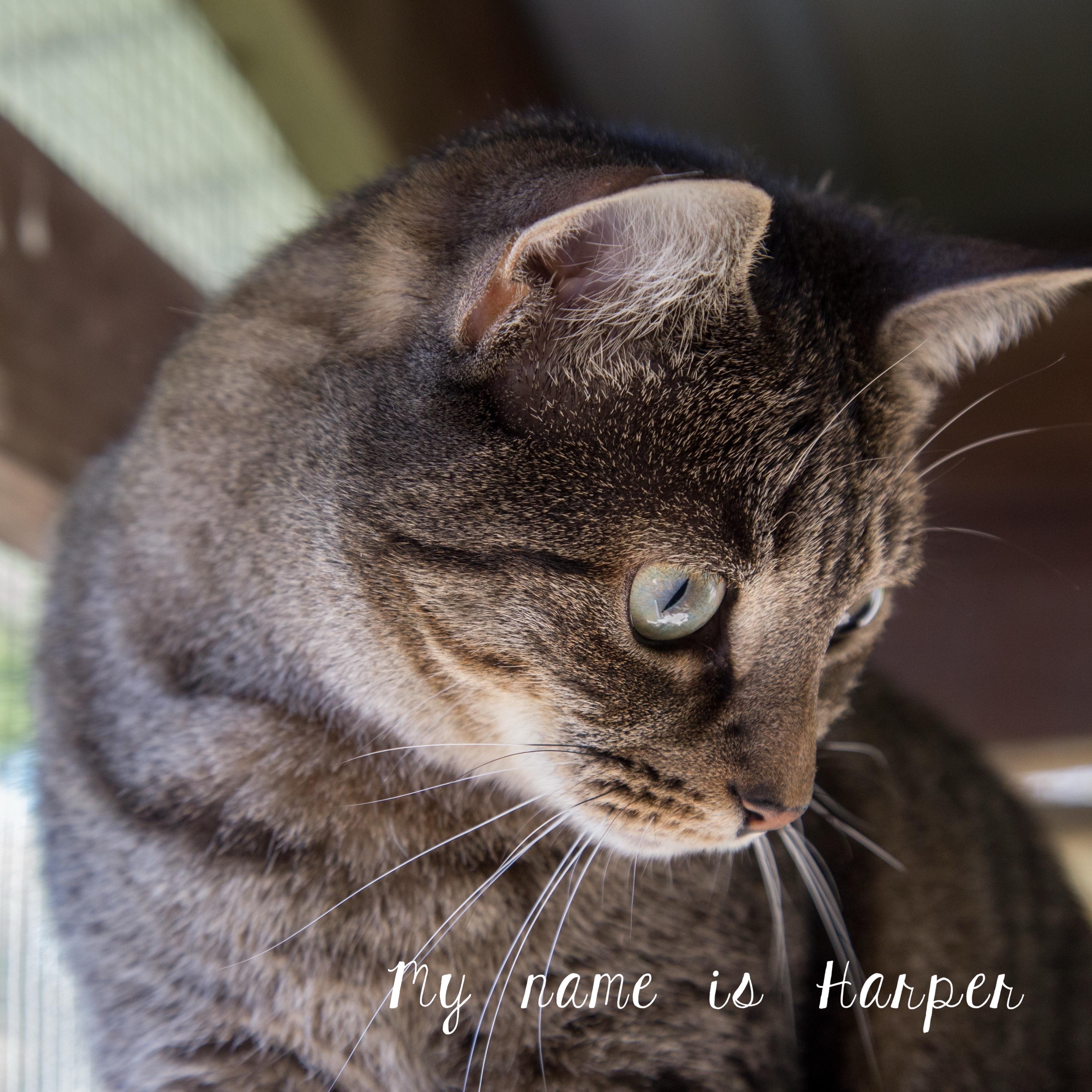 Harper, a Adoptable Domestic Short Hair in Orleans, VT image 4/5