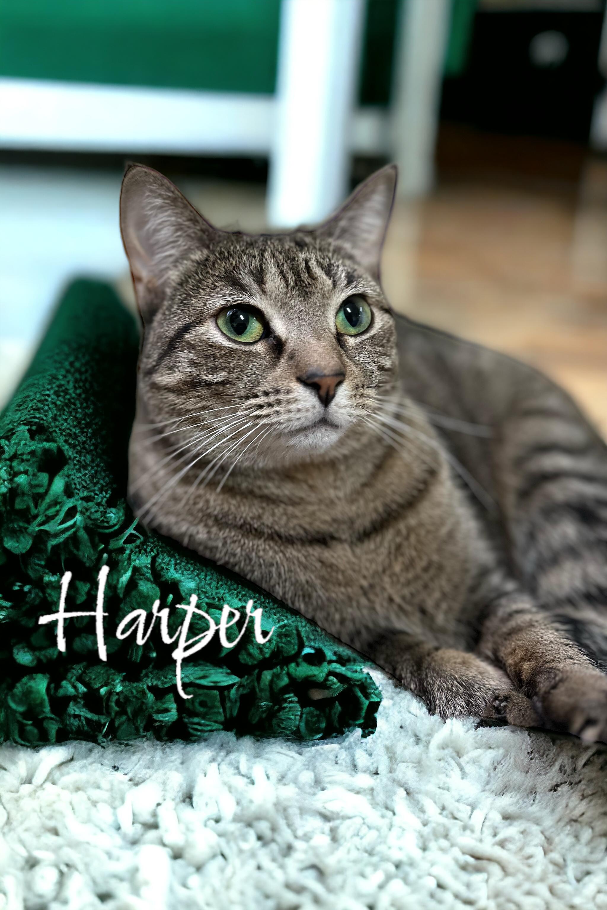 Fluff & Harper photo 4