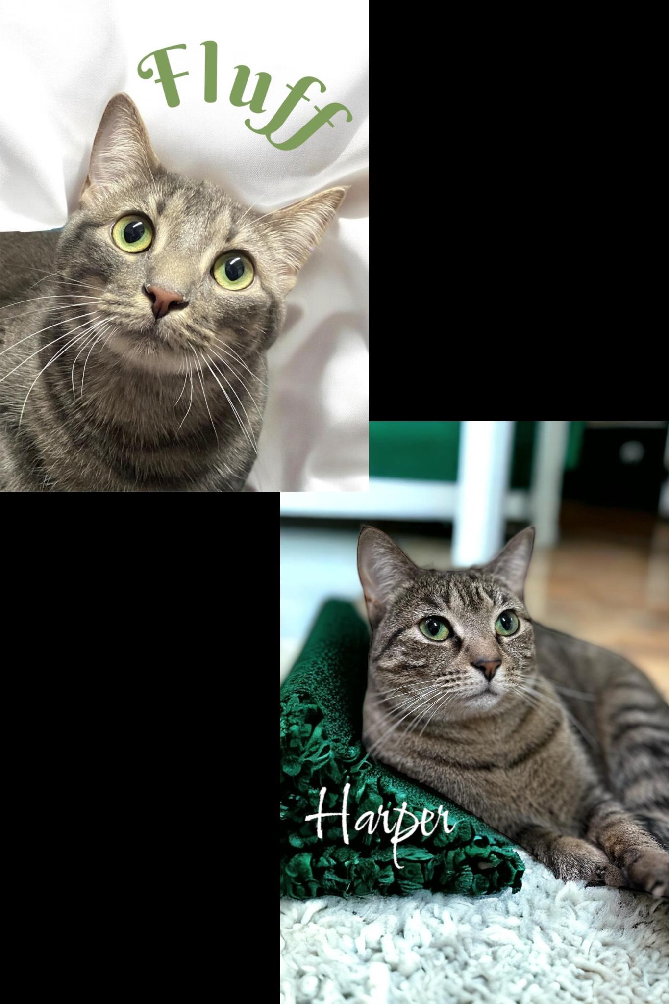 Fluff & Harper