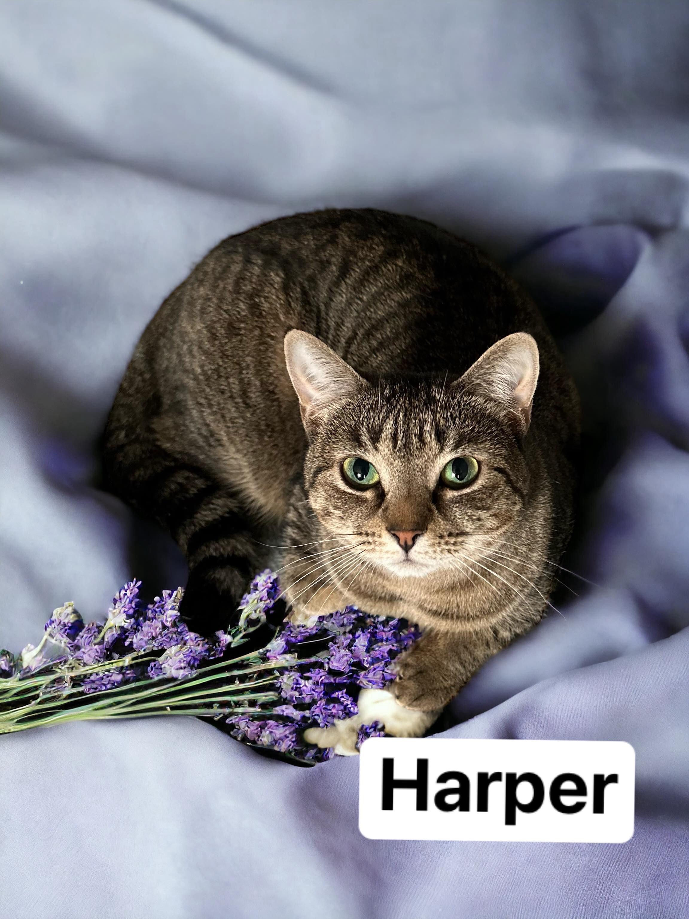 Harper, an adoptable Domestic Short Hair in Orleans, VT, 05855 | Photo Image 1