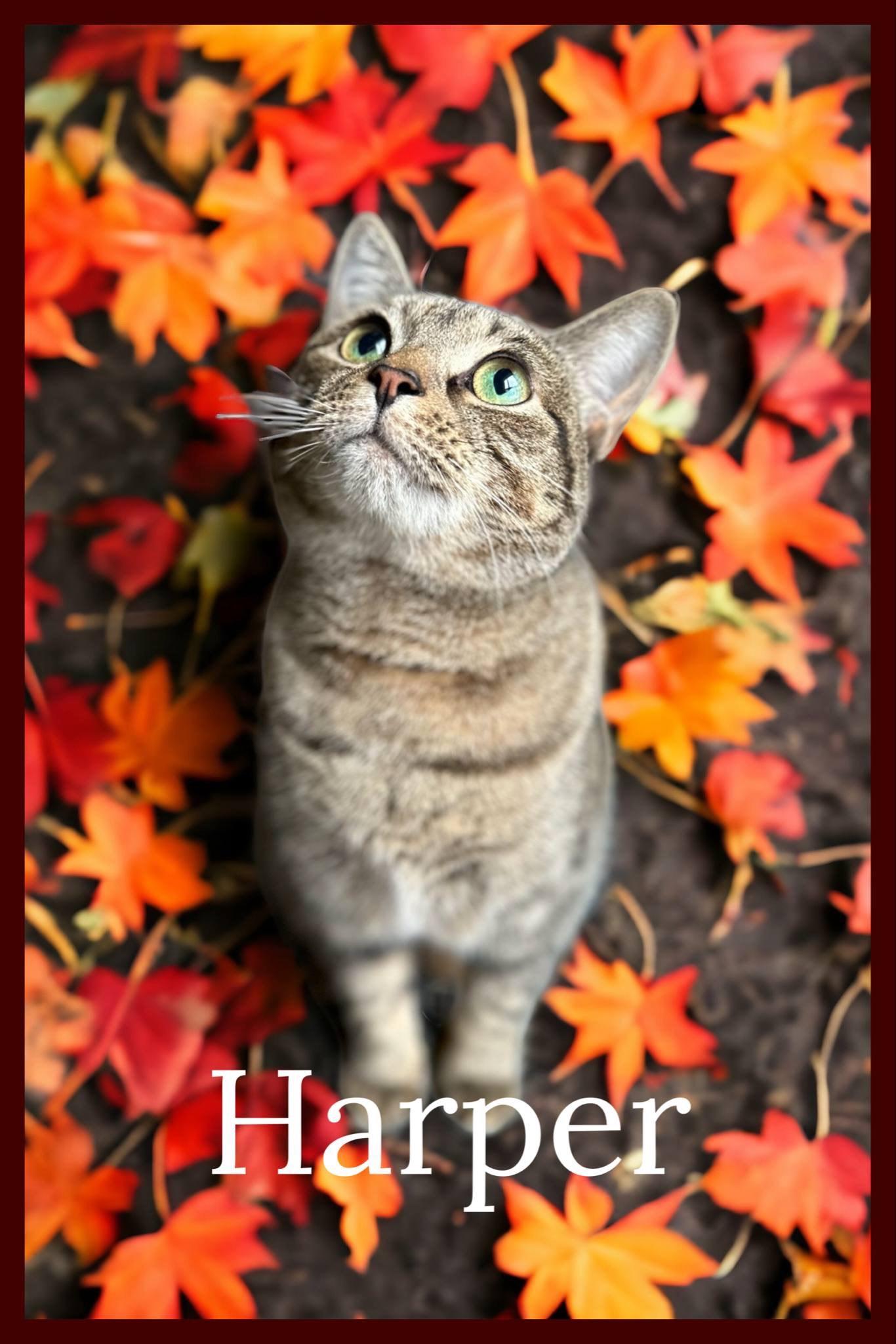 Harper, a Adoptable Domestic Short Hair in Orleans, VT image 5/5