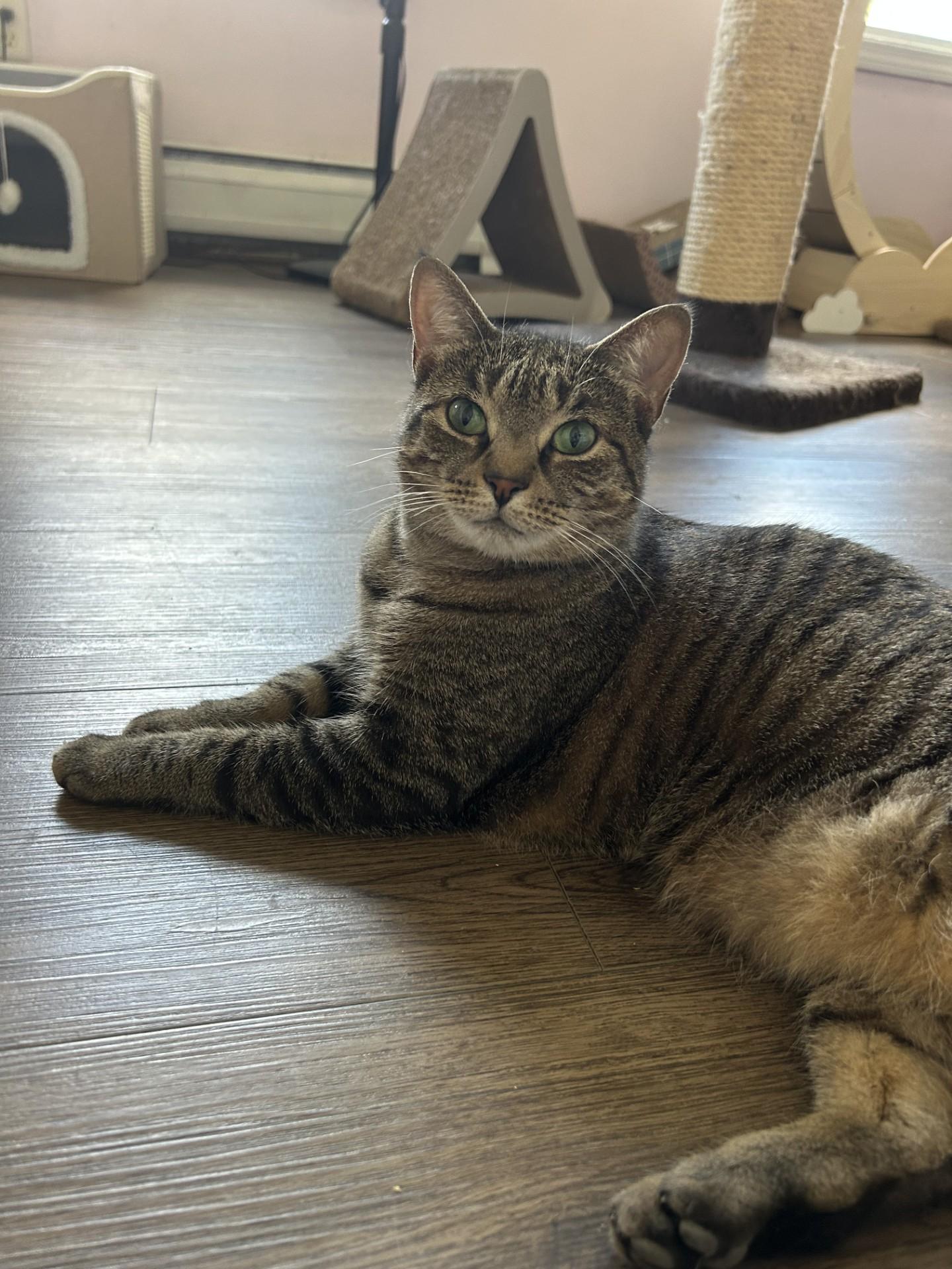 Harper, a Adoptable Domestic Short Hair in Orleans, VT image 2/5