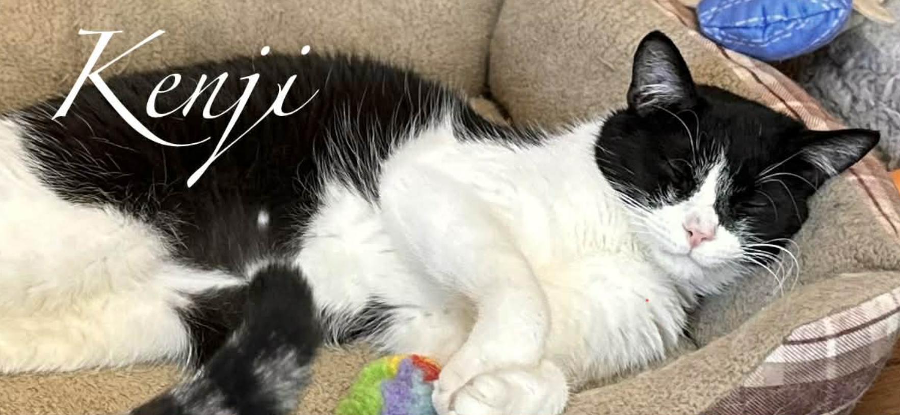 Enlarge Kenji, a ADOPTABLE Domestic Short Hair in Kent, OH image 5/6