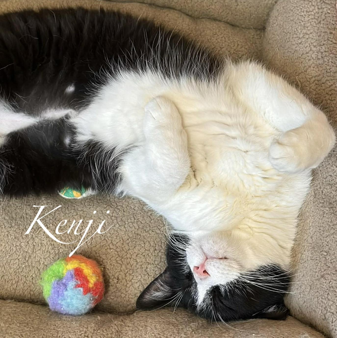 Enlarge Kenji, a ADOPTABLE Domestic Short Hair in Kent, OH image 6/6