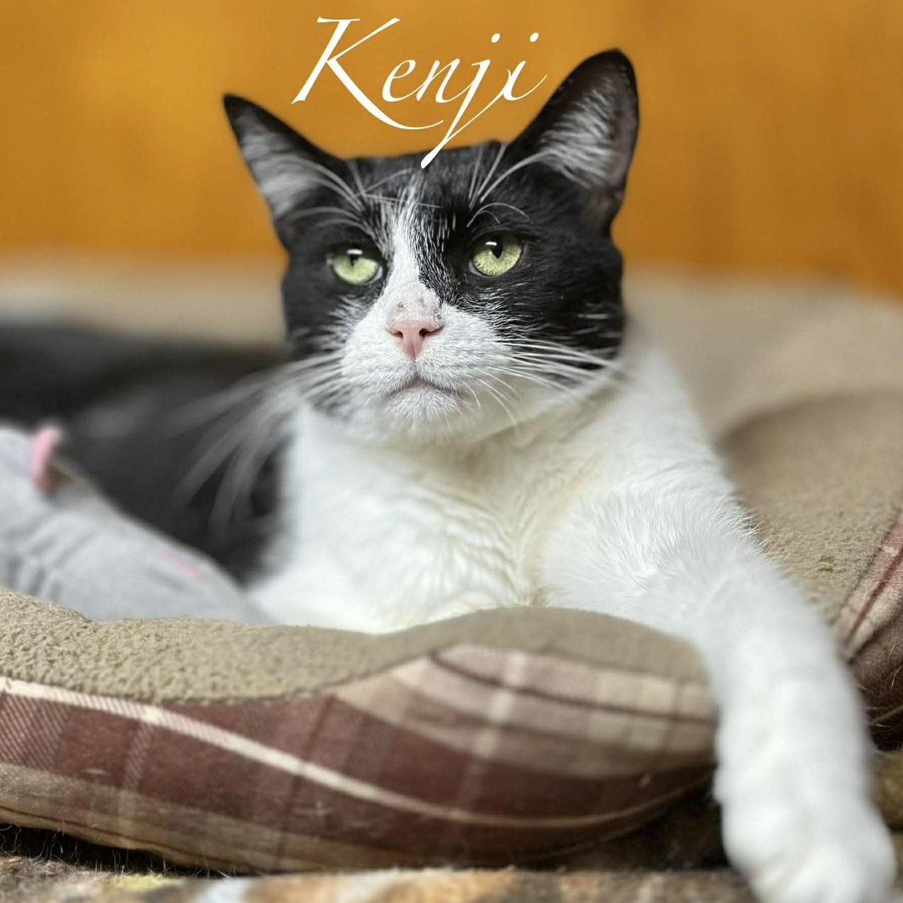 Enlarge Kenji, a ADOPTABLE Domestic Short Hair in Kent, OH image 3/6