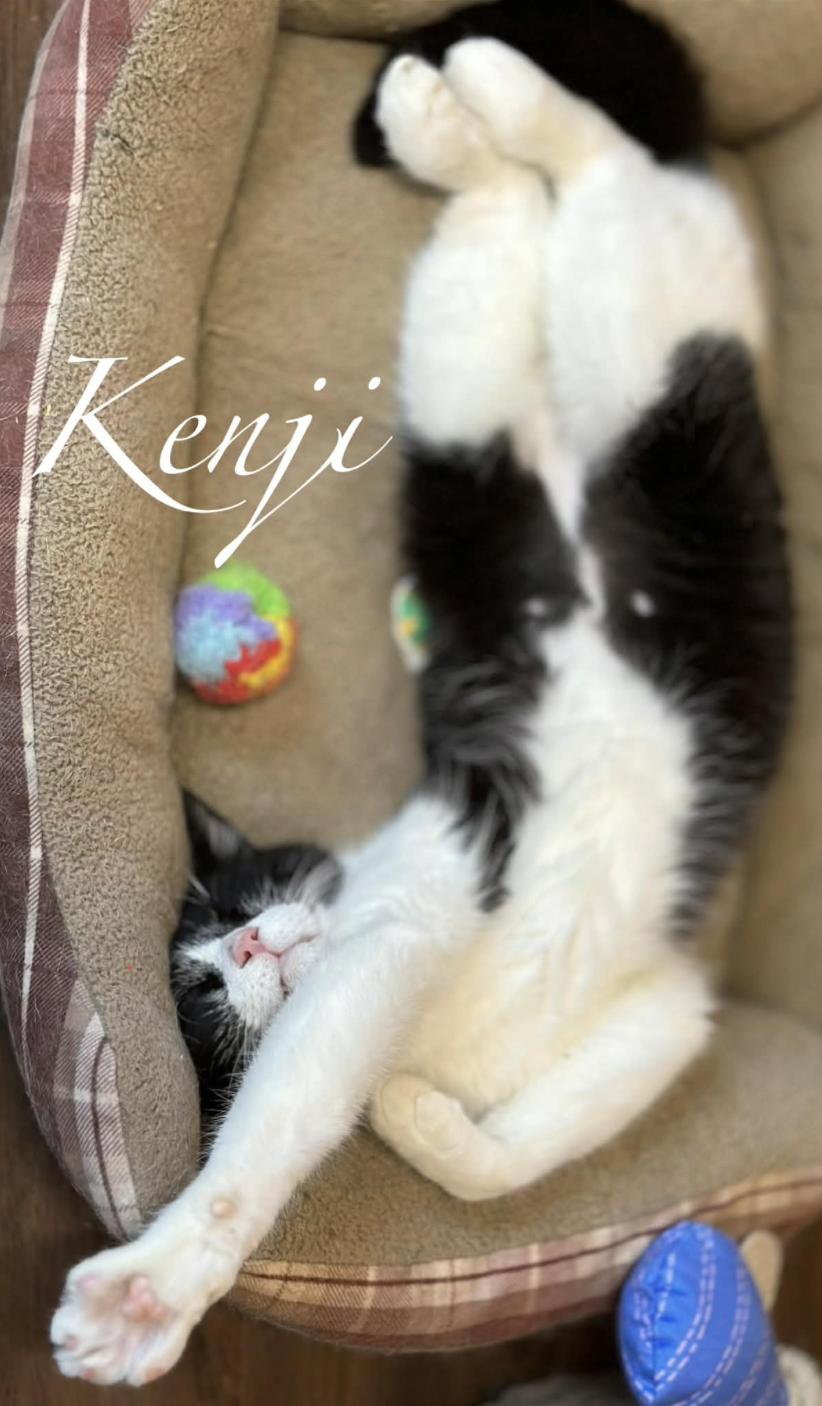 Enlarge Kenji, a ADOPTABLE Domestic Short Hair in Kent, OH image 2/6