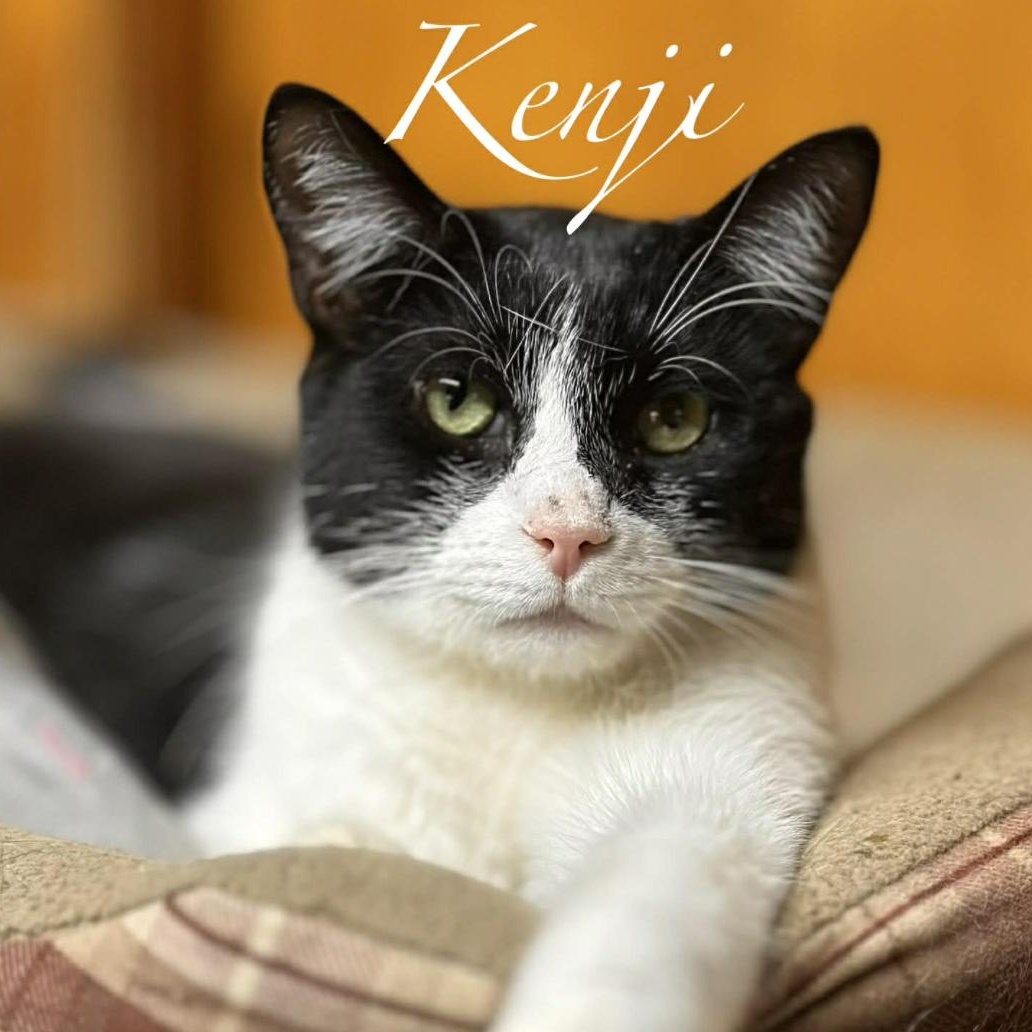 Enlarge Kenji, a ADOPTABLE Domestic Short Hair in Kent, OH image 1/6