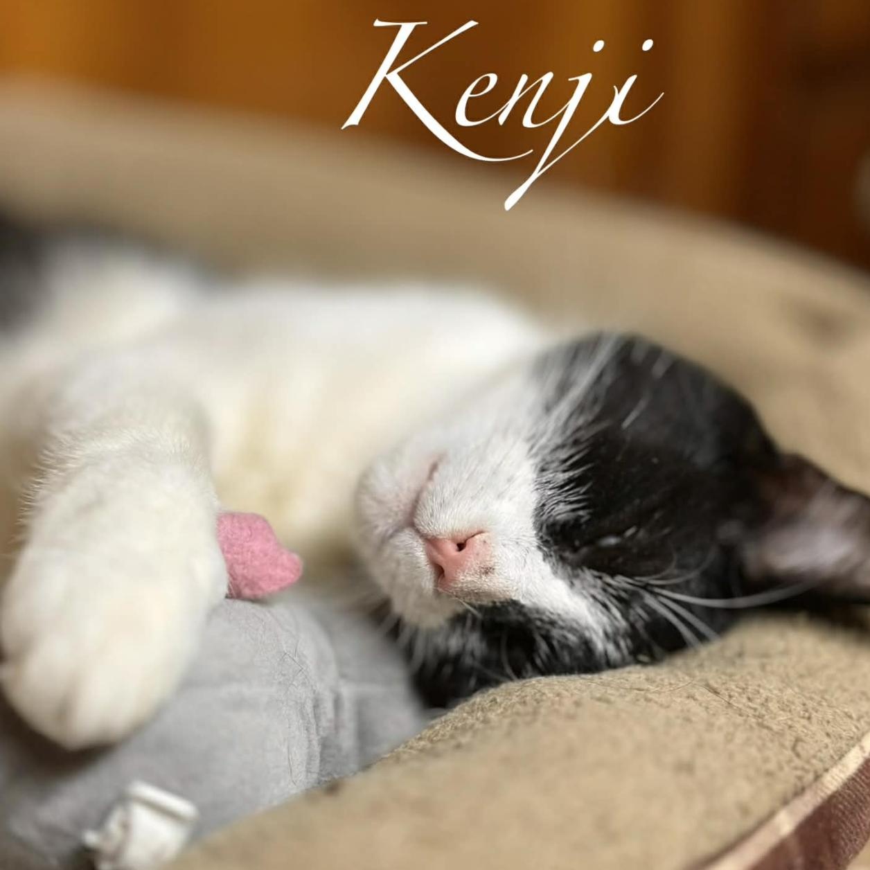 Enlarge Kenji, a ADOPTABLE Domestic Short Hair in Kent, OH image 4/6