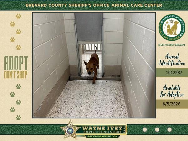 Enid, Adoptable, Adult Female Mixed Breed.