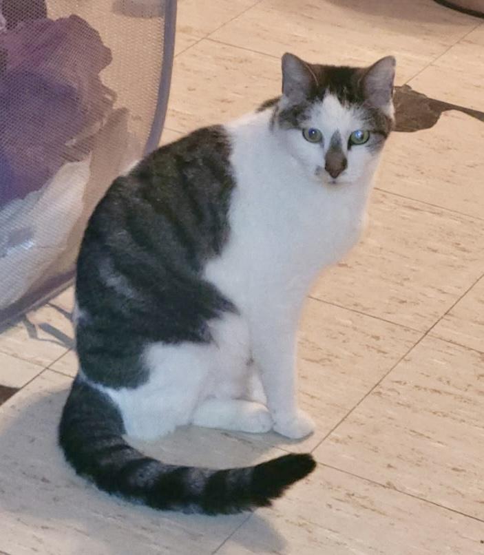 Oscar, Adoptable, Senior Male Domestic Short Hair.