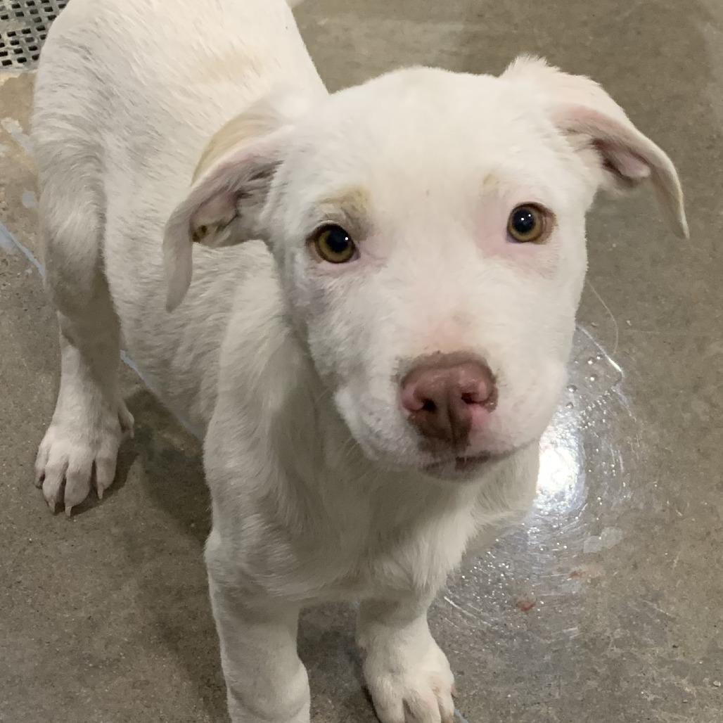 Enlarge Donald Duck, a Adoptable mixed breed in Washburn, MO image 1/1