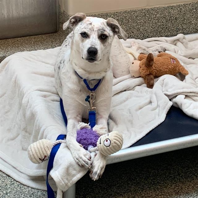 FIONA, a Adoptable mixed breed in Methuen, MA image 2/2