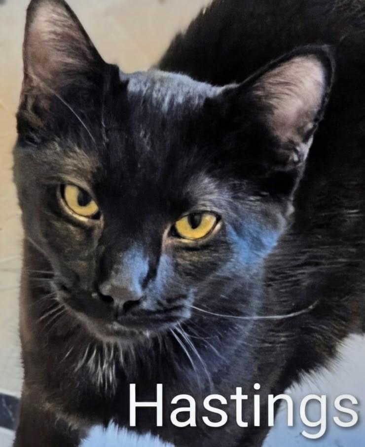Hastings