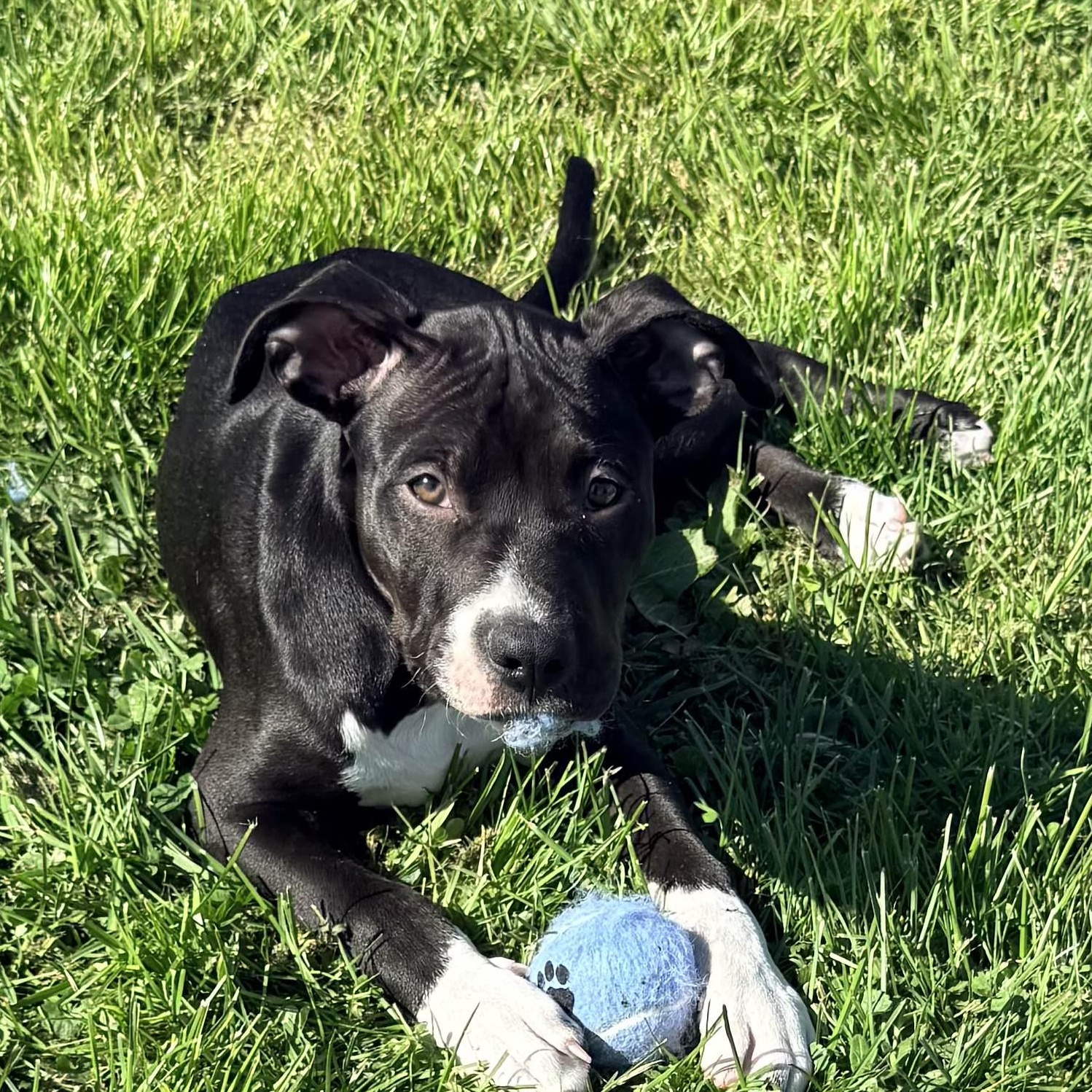 Enlarge Bagel, an adopted Pit Bull Terrier in Columbia, MD image 3/6