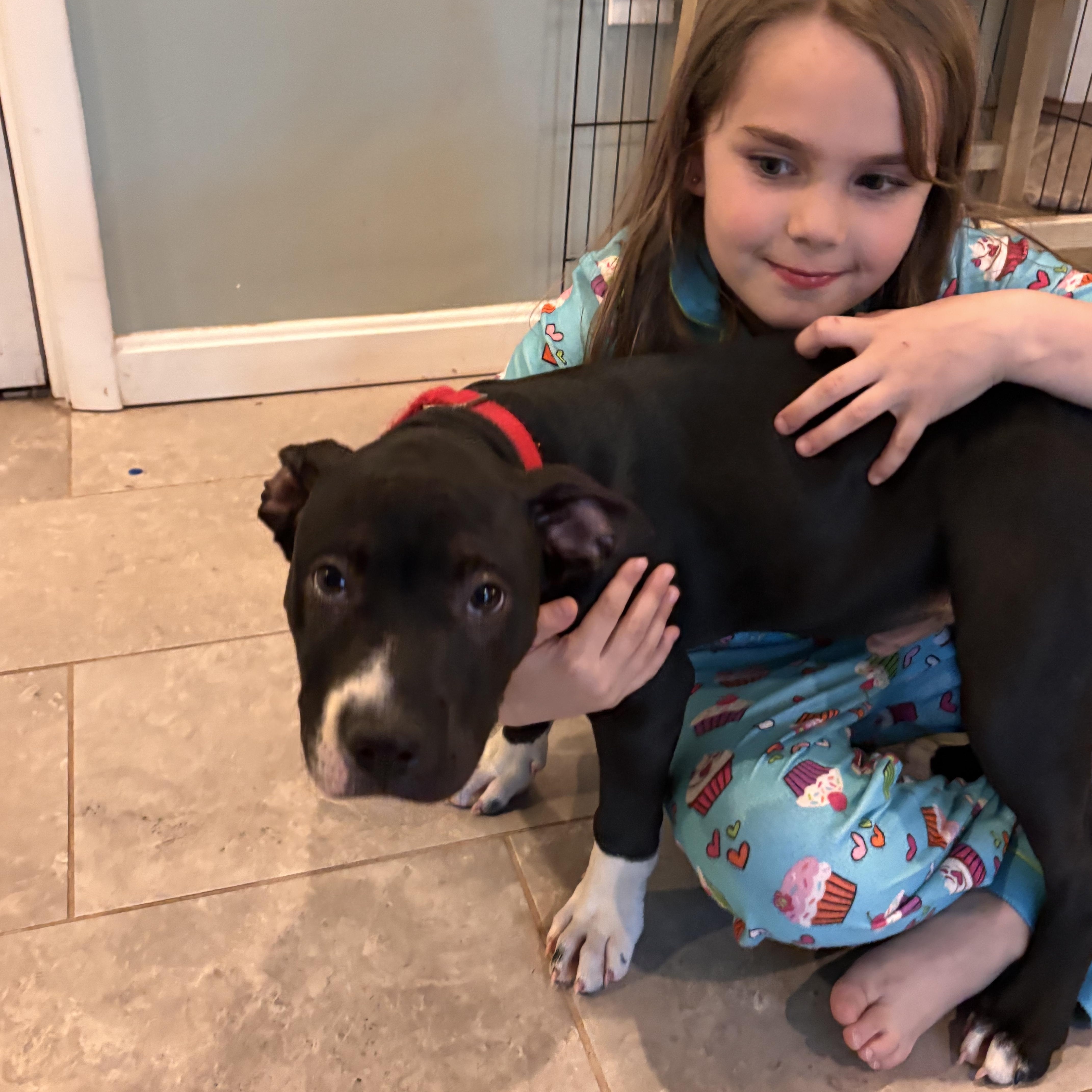 Enlarge Bagel, an adopted Pit Bull Terrier in Columbia, MD image 5/6
