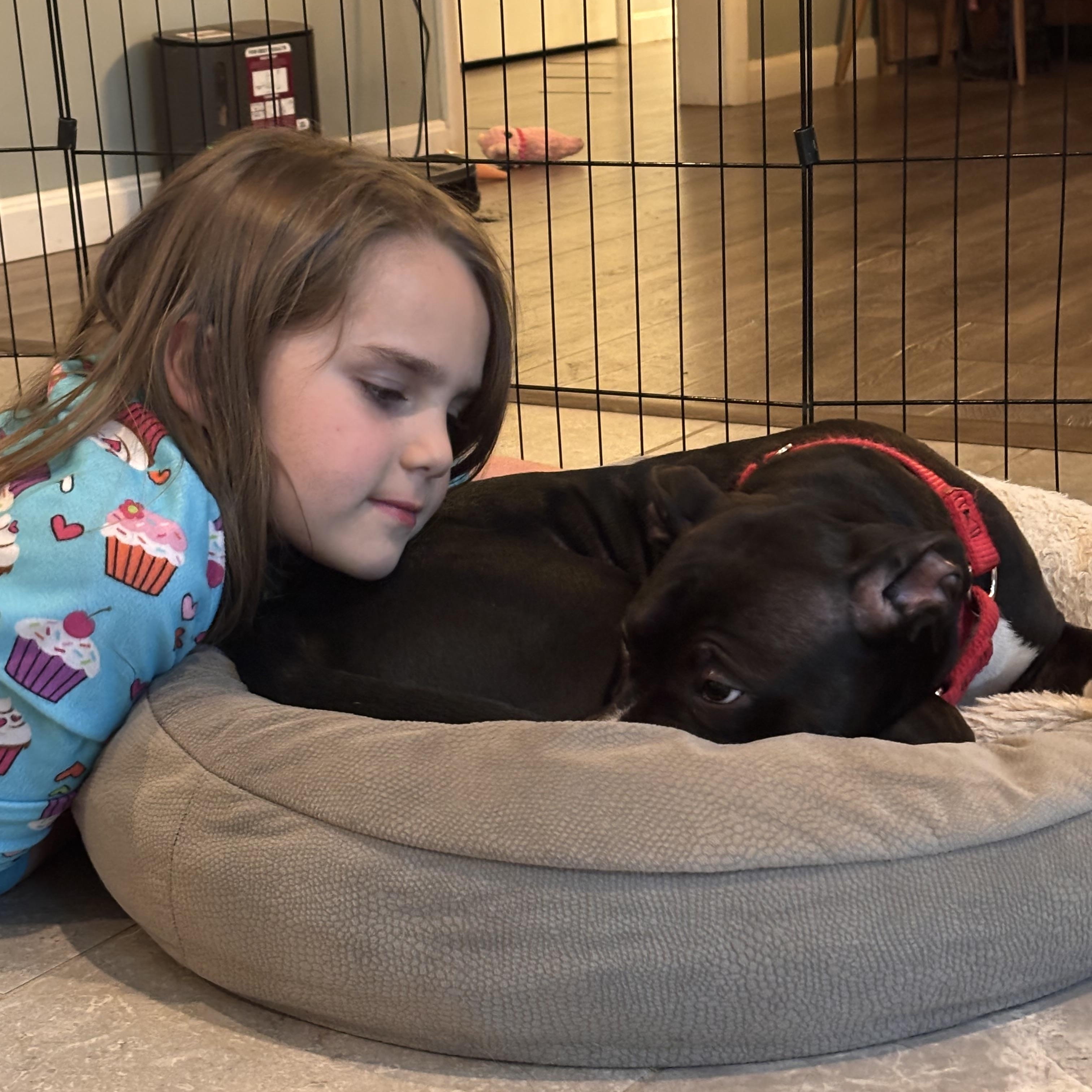 Enlarge Bagel, an adopted Pit Bull Terrier in Columbia, MD image 4/6