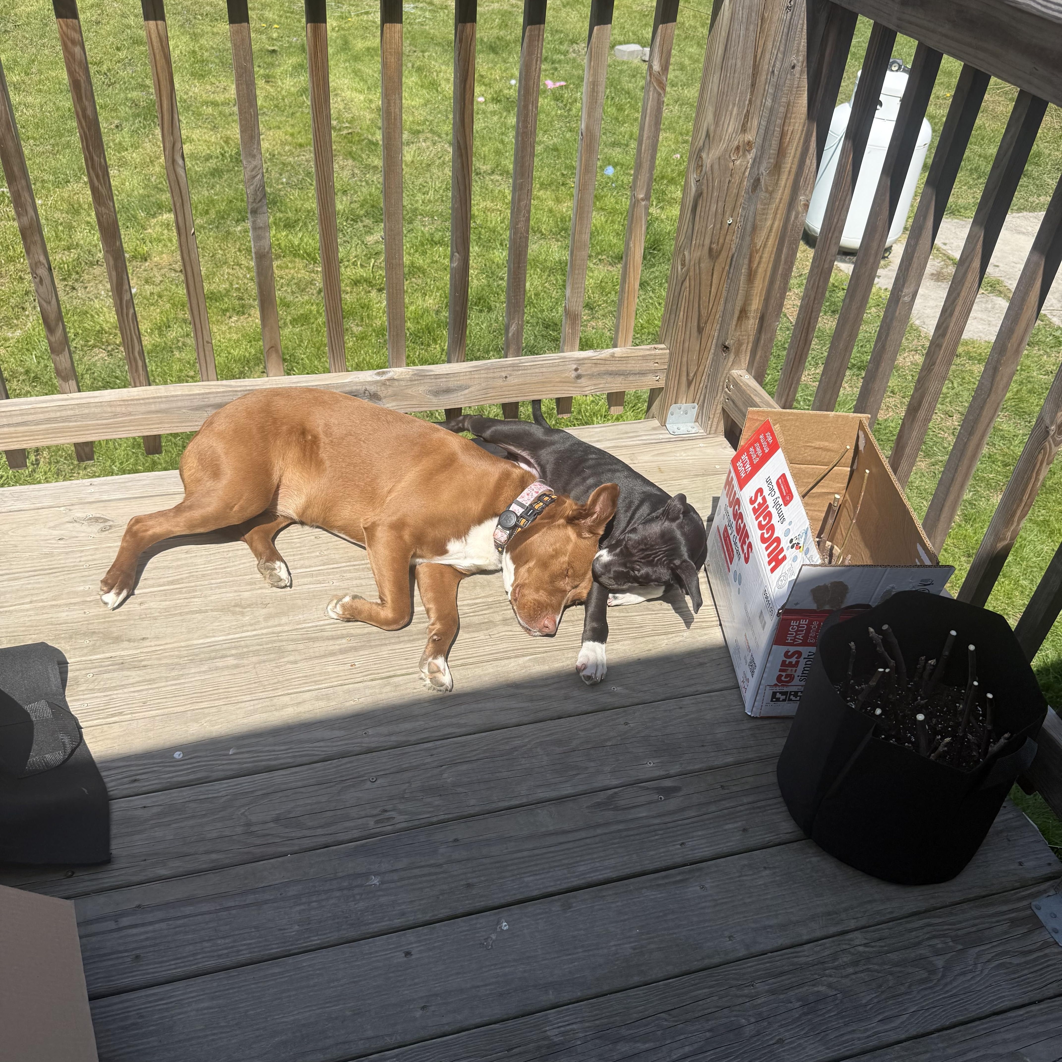 Enlarge Bagel, an adopted Pit Bull Terrier in Columbia, MD image 6/6