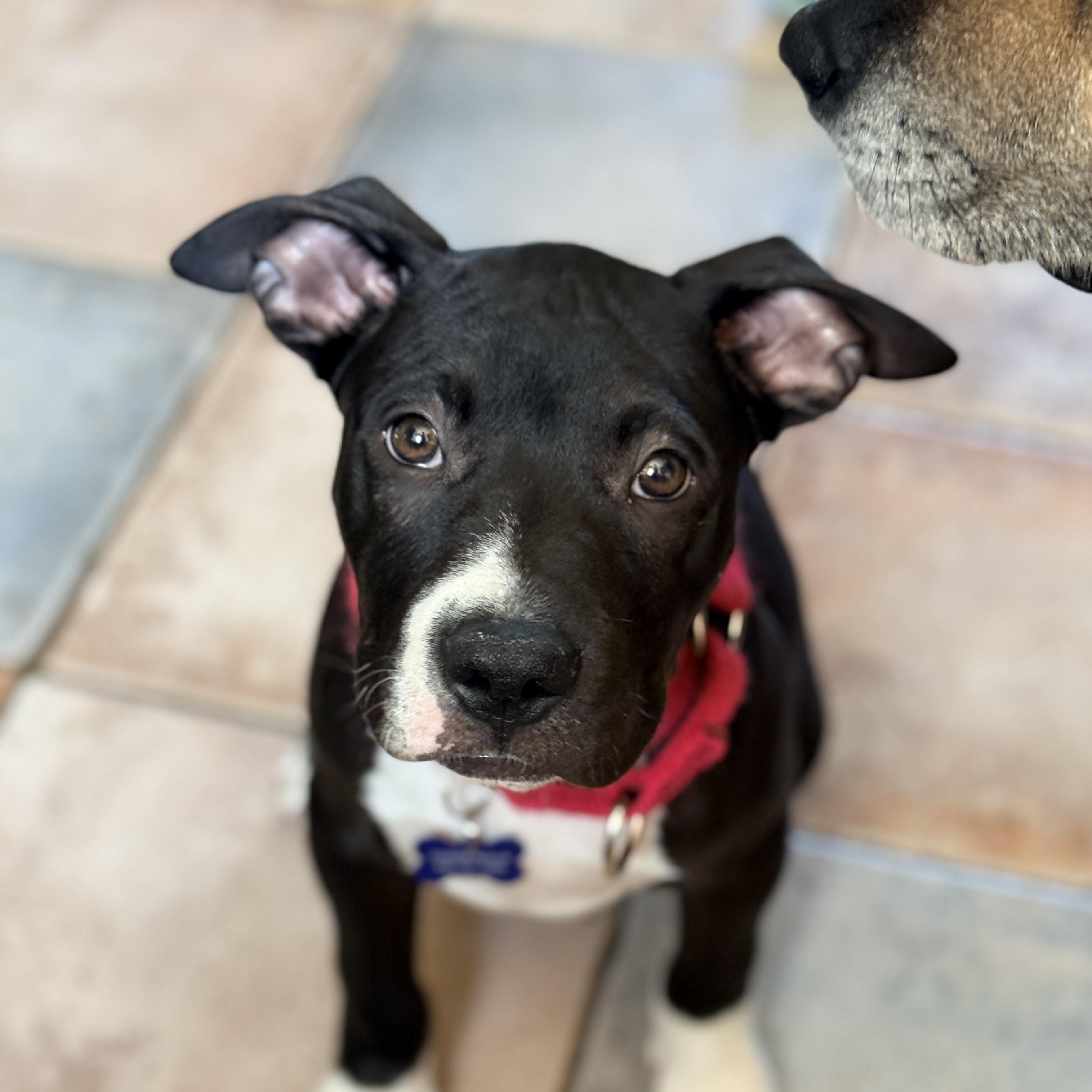 Enlarge Bagel, an adopted Pit Bull Terrier in Columbia, MD image 1/6