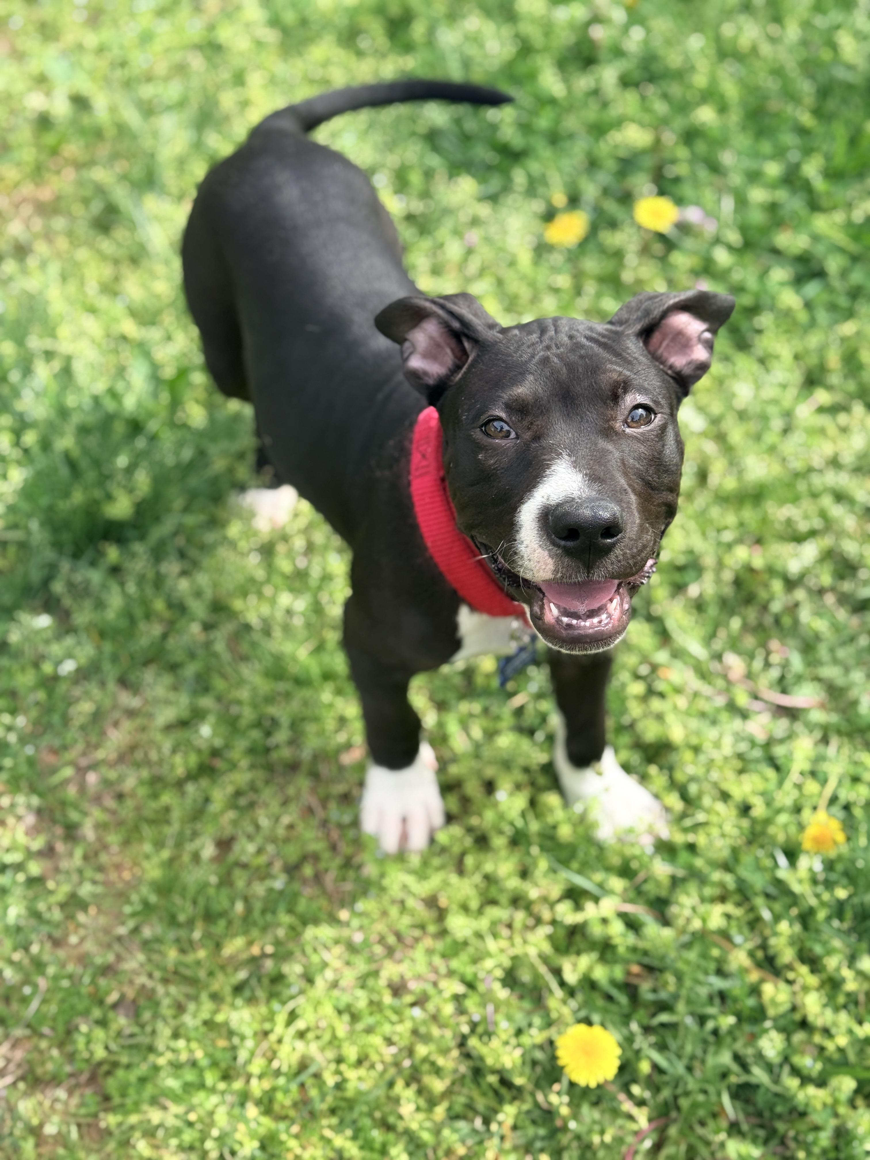 Enlarge Bagel, an adopted Pit Bull Terrier in Columbia, MD image 2/6