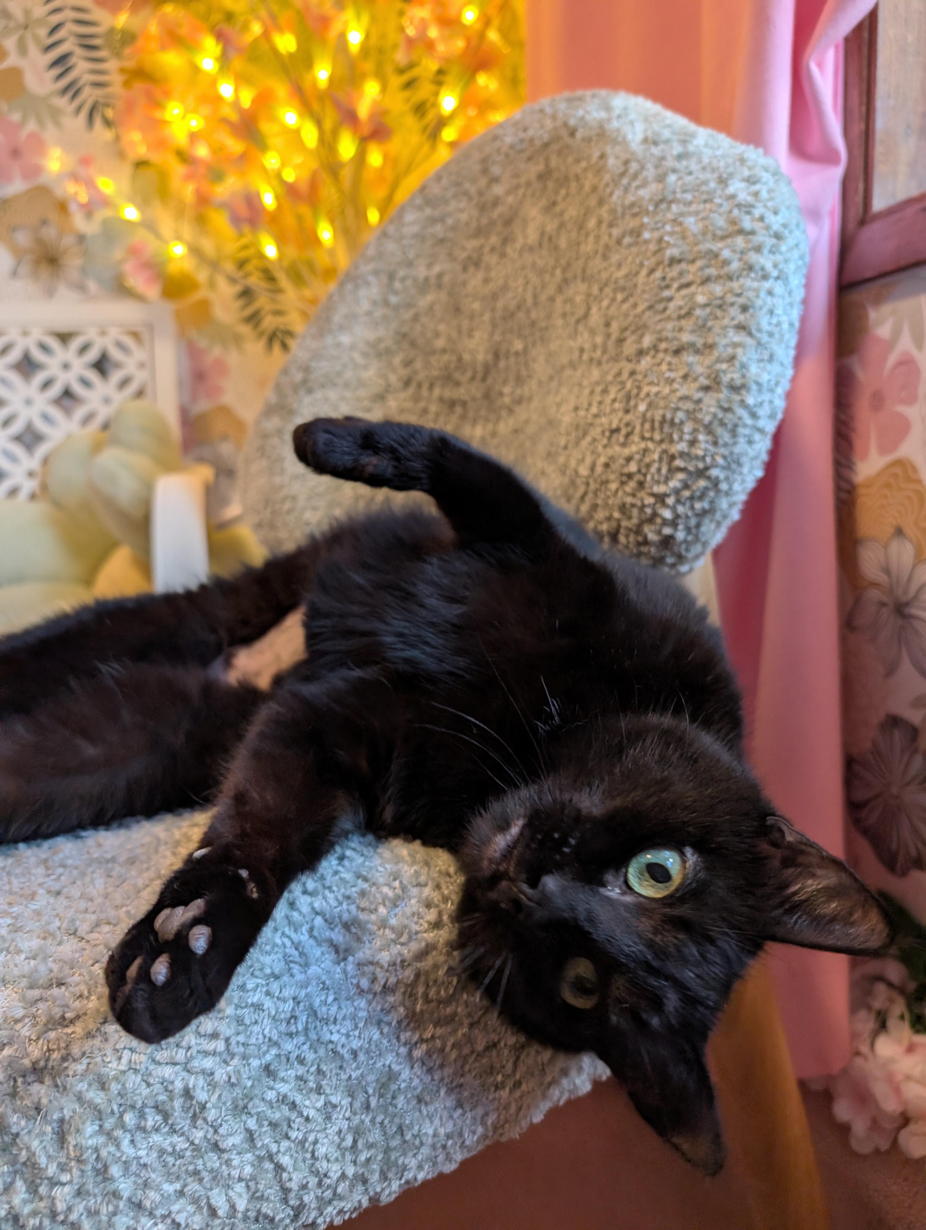 Enlarge Opal, an adopted mixed breed in Beaverton, OR image 4/5